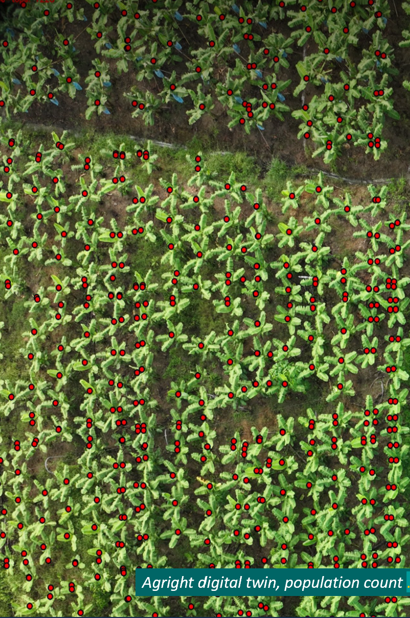 AgRight digital twin aerial imagery with individual banana plant population detection