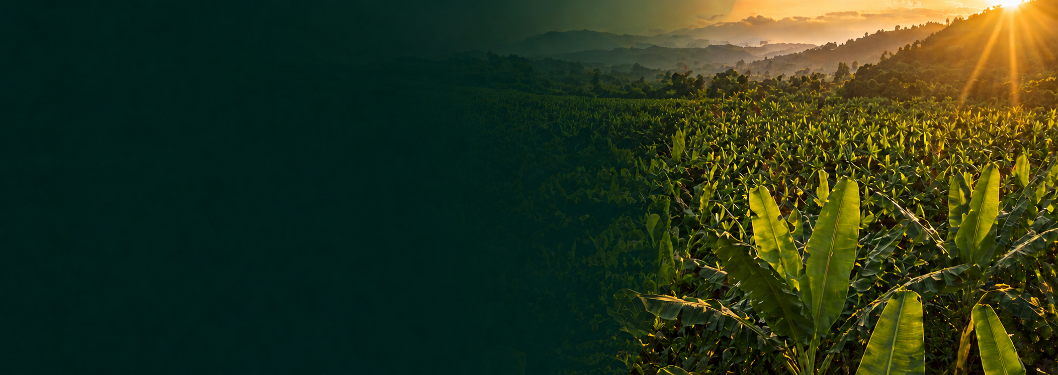 Thriving banana plantation at sunrise