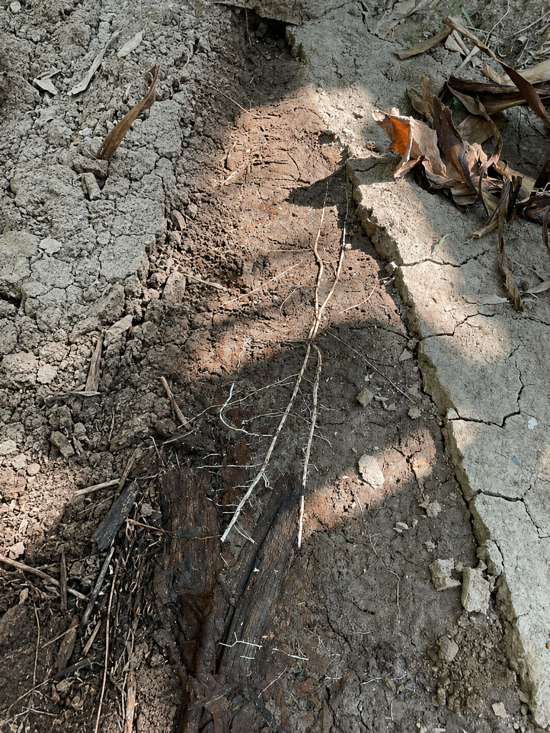 Fine roots growing through drought-cracked soil toward upcycled woody agricultural material near the plant
