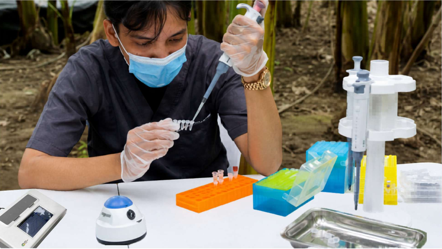AgRight team performing MEIRA rapid molecular diagnostics inside a banana farm