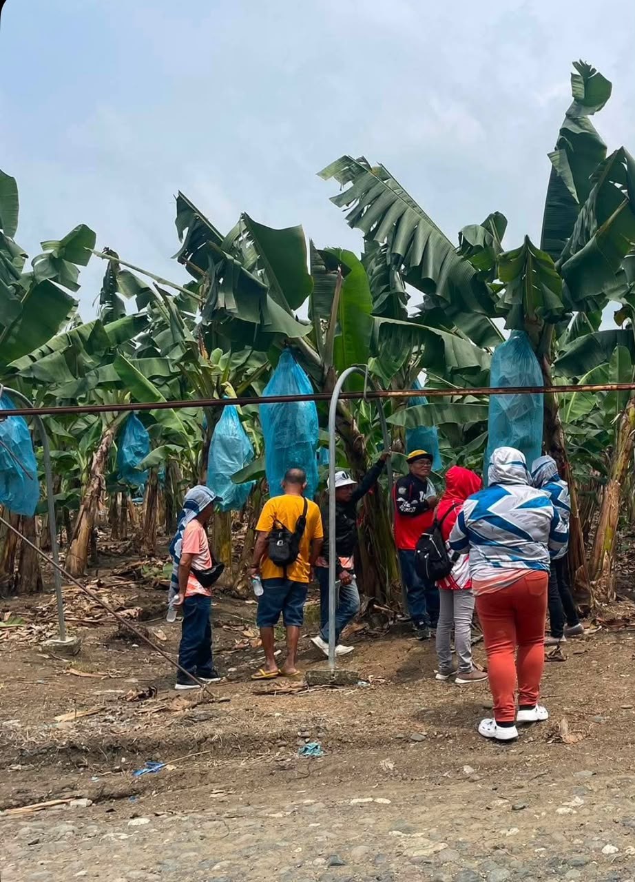 Farmers and growers learning together in a Mindanao banana plantation