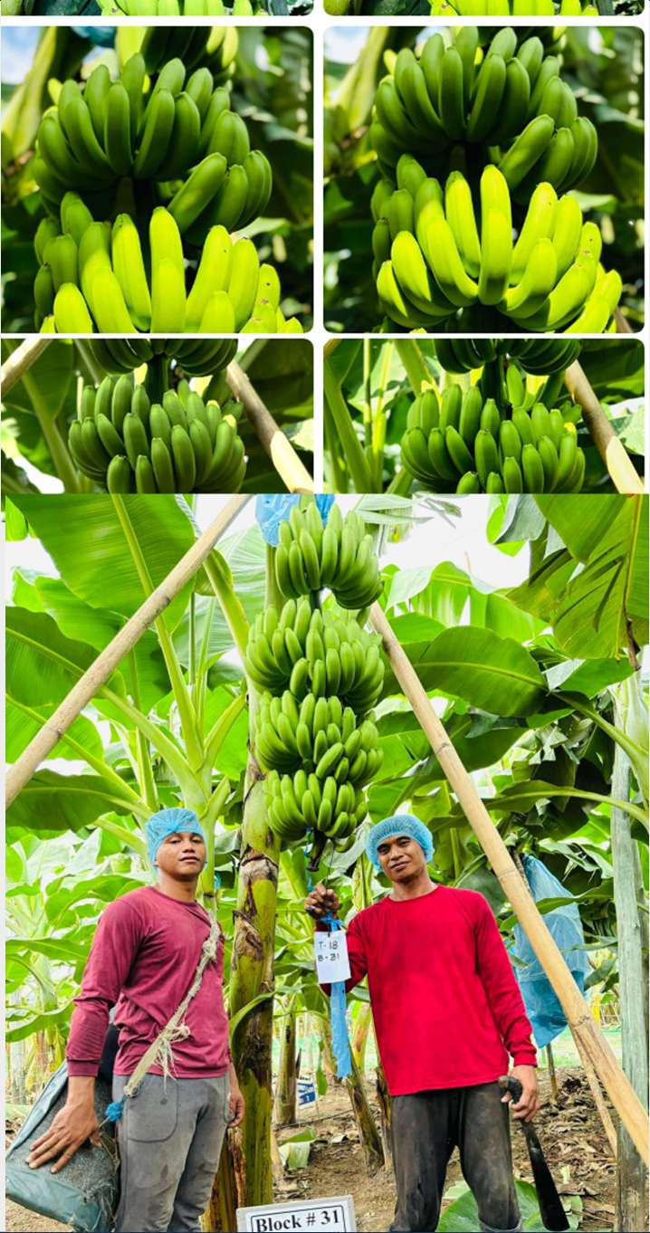 Banana farm team beside healthy export-grade fruit
