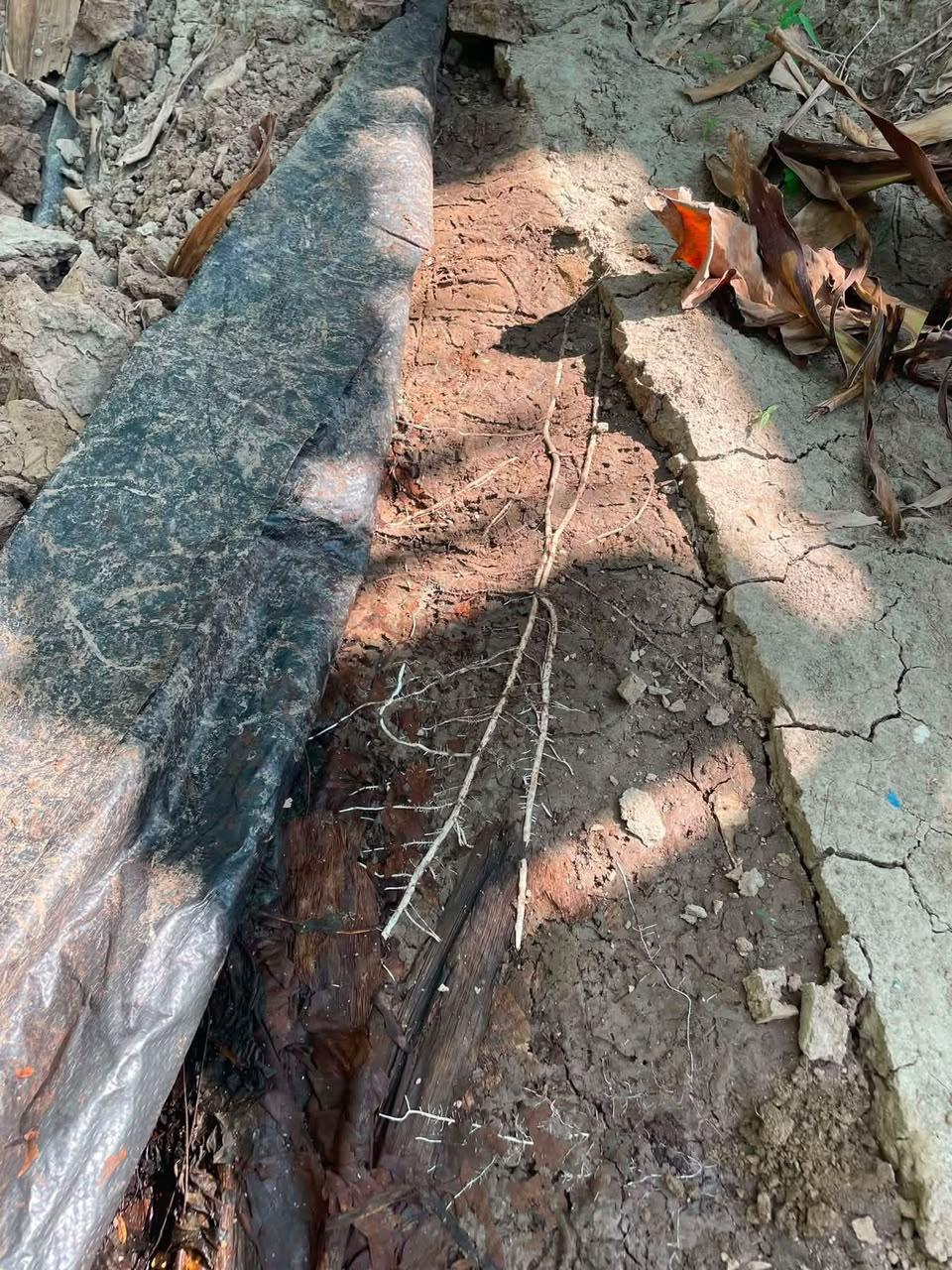 Banana roots extending into an on-farm biocompost pile during dry conditions